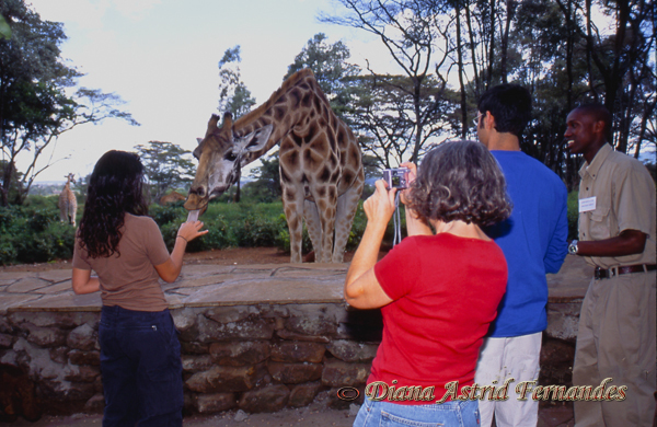 Kenya-feeding-giraffes,-Nairob